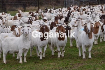 අඩු ආදායම්ලාභී පවුල් වලට අලුතින්ම ලැබෙන දේ..