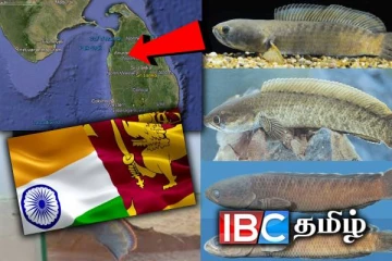 இந்தியாவிலும் இலங்கையிலும் கண்டுபிடிக்கப்பட்ட ஒரே இன பாம்பு தலை மீன்கள்