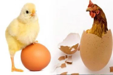 கோழி முதலில் வந்ததா? முட்டை வந்ததா - விவாதத்தில் நண்பர் செய்த கொடூர சம்பவம்