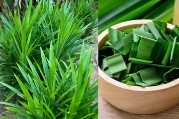 රම්පේ වල ඔබ නොදත් විශ්මිත ගුණ.