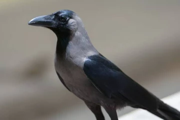 சிகரெட் துண்டுகளை குப்பையில் போடும் காகங்களுக்கு வழங்கப்படும் பரிசு