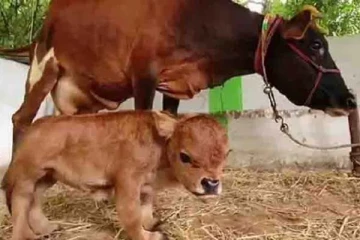 கன்றுகுட்டியைப் பார்த்து கண்ணீர் விடும் பசு: ஆனால் மகிழ்ச்சியில் வேடிக்கை பார்க்கும் மக்கள்