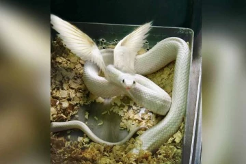 உண்மையில் சிறகுகள் கொண்ட பாம்பு உள்ளதா? வைரலாகும் புகைப்படத்தின் அதிர்ச்சி பின்னணி!