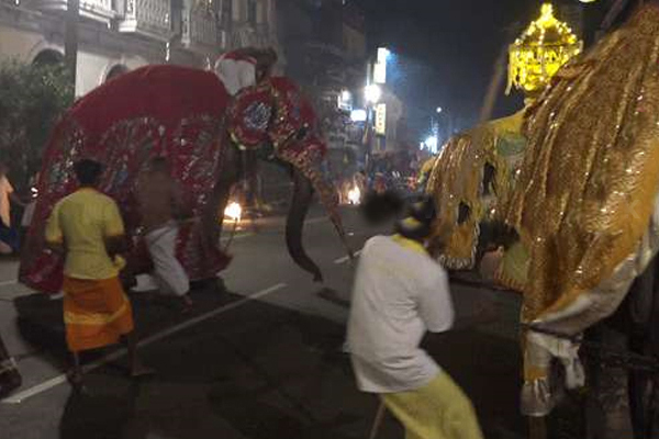 கண்டி பெரஹெராவில் குழப்பமடைந்த யானைகளால் ஏற்பட்ட விளைவு! | Confused Elephants In Kandy Perahera