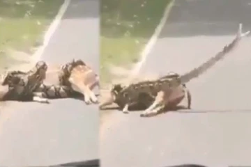 சீறி பாய்ந்த ராட்சத மலைப்பாம்பிடம் பரிதாபநிலையில் மான்! இறுதியில் நடந்தது என்ன?