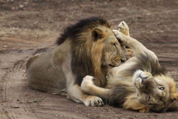 அமெரிக்கா மிருகக்காட்சி சாலையில் சிங்கம், புலிகளுக்கு கொரோனா