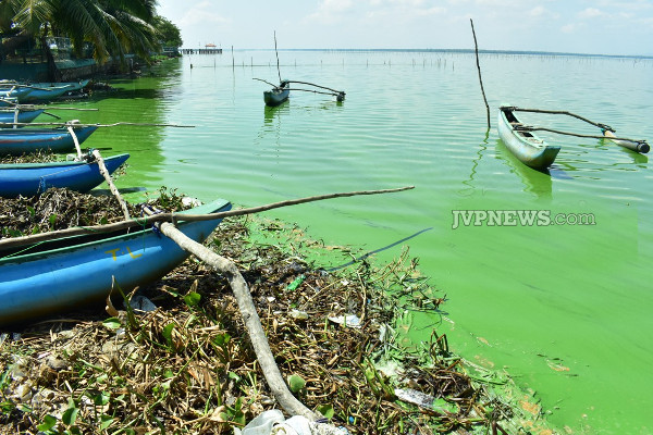 நிறம் மாறி வரும் மட்டக்களப்பு வாவி! | A Green Army Spread Across Vavi