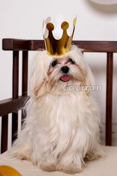 நடிகை அஞ்சலி செல்லமாக வளர்த்துவரும் நாய்குட்டியின் விலை எவ்வளவு தெரியுமா? | Actress Anjali Pet Dog Cost Details