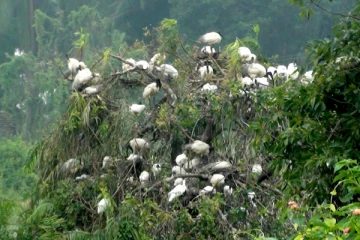 மட்டக்களப்பிற்கு வருகை தந்துள்ள வலசைப் பறவைகள்!