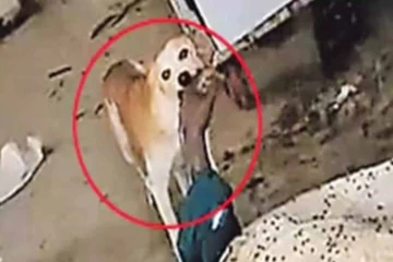 பிணவறையில் உடலை தின்று கொண்டிருந்த நாய்: அதிர்ச்சி சம்பவம்