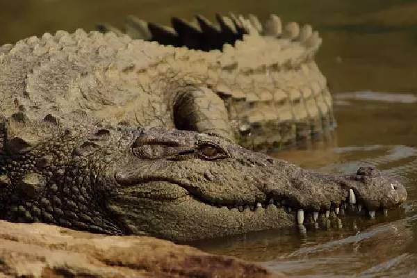 யாழில் உயிருடன் மீட்கப்பட்ட முதலை | Crocodile Rescued Alive In Jaffna