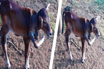 வவுனியாவில் எட்டு கால்களுடன் பிறந்த கன்றுக்குட்டி (Video)