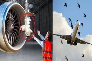 விமானம் பறப்பதற்கு முன் கோழியை வீசி சோதனை - ஏன் தெரியுமா?