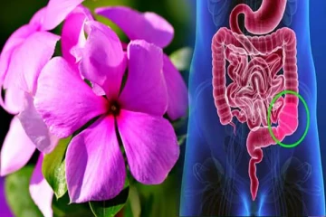 மலச்சிக்கலுக்கு உடனடி தீர்வு கொடுக்கும் பூ.. உங்க வீட்டில் இருந்தால் செய்து பாருங்க