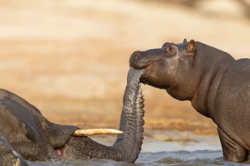 யானையை உண்ணும் நீர்யானைகளைப் பார்த்திருக்கிறீர்களா? வெளியாகியுள்ள அபூர்வ புகைப்படங்கள்!