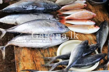 අද දිනයේ පහත වැටුණු මාළු මිල ගණන්.