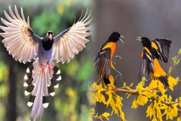 நீங்க தொட்டதெல்லாம் பொன்னாக வேண்டுமா? பறவைகளின் இந்த செயலை மட்டும் செய்தாலே போதும்