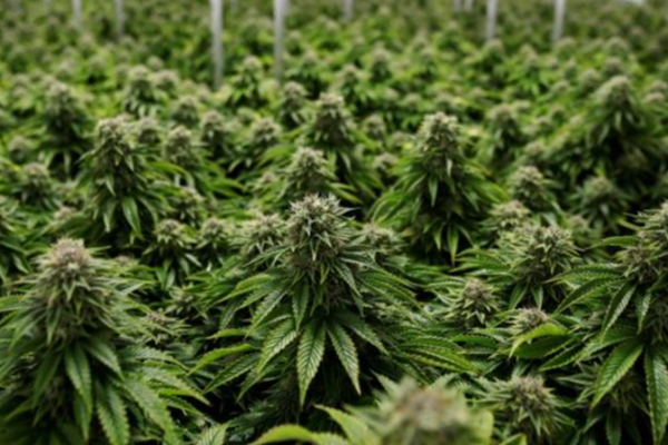 அதிரடிப்படையினருக்கு கிடைத்த இரகசிய தகவல் : முற்றுகையிடப்பட்ட கஞ்சா தோட்டம் - ஐபிசி தமிழ்