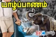 யாழில் திருவிழாவில் அனர்த்தம் ...! யானை தாக்கி 4 வயது குழந்தை உட்பட இரு பெண்கள் காயம்