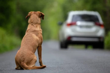 நாயை பொல்லால் தாக்கி கொலை செய்தவர்களுக்கு பிணை