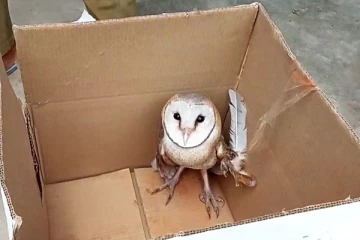 மின்சாரம் தாக்கி வலியால் துடிதுடித்த ஆந்தை! அடுத்து நடந்த சம்பவம்