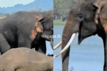 දුක, වේදනාව දැනෙන්නෙ මිනිස්සුන්ට විතරම ද?.. ඇතෙකුගේ කියාගන්න බැරි ඒ වේදනාව ඇහැට කඳුළක් එකතු කරයි.. (VIDEO)
