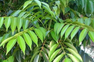 வெறும் வயிற்றில் காலையில் 15 கறிவேப்பிலை இலையை உட்கொண்டு வந்தால் கிடைக்கும் நன்மைகள் என்ன தெரியுமா?