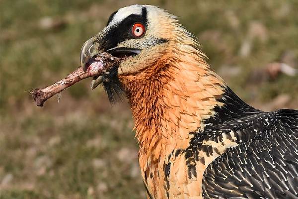 எலும்புகளை‌ அப்படியே விழுங்கும் கழுகுகள்! அசர வைக்கும் வாழ்க்கை முறை | Bone Eater Eagles How To Eat Whole Bone