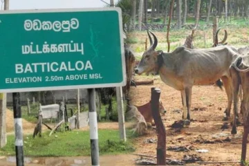 மட்டக்களப்பில் களவாடப்படும் மாடுகள்: விடுக்கப்பட்டுள்ள கோரிக்கை