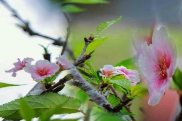 இலங்கையில் மூன்று ஆண்டுகளின் பின்னர் பூத்த சகுரா மலர் (PHOTOS)