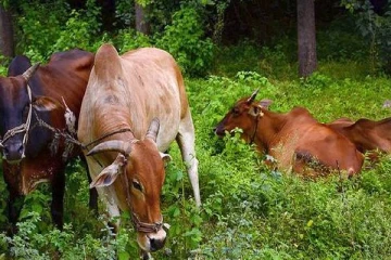 மட்டு வவுணதீவில் மாடுகளை கடத்திய இருவர் கைது
