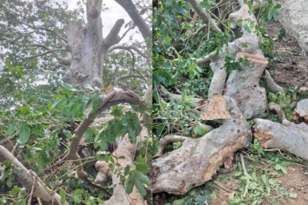 இரவோடு இரவாக பாரிய மரங்களை வெட்டி சென்ற இனந்தெரியாத நபர்கள்! வவுனியாவில் சம்பவம் | Cut Down Huge Trees Overnight Incident In Vavuniya