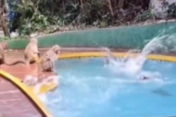 சேட்டையின் உச்சக்கட்டம்! நீச்சல் குளத்தில் குதித்து குதியாட்டம் போடும் குரங்குகள்