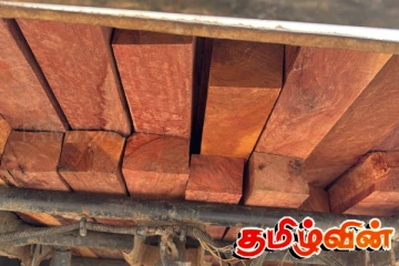 சூட்சுமமான முறையில் பாலை மர தீராந்திகளை எடுத்து வந்த சந்தேகநபர் கைது