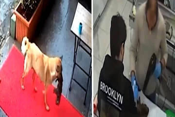 சுயநினைவு இழந்த குட்டியுடன் Pet Clinic வந்த நாய்- இணையவாசிகளை மிரள வைத்த காணொளி