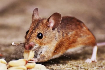 விவசாயியின் மனிதாபிமானமும் பக்தியும் - எலியை பிடித்து வந்து விநாயகருக்கு பூஜை செய்த மனிதர்