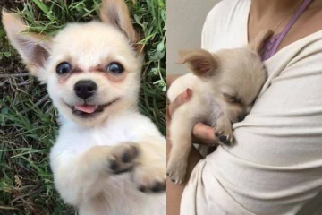 விமான நிலைய கழிப்பறையில்  கைவிடப்பட்ட நாய்க்குட்டி; உருகவைக்கும் கடிதம்