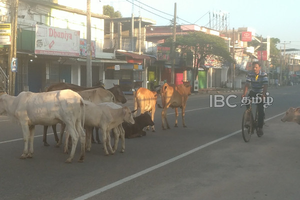 அம்பாறையில் போக்குவரத்துக்கு இடையூறாக காணப்படும் கட்டாக்காலி கால்நடைகள் | Sammanthurai Residents Face Cattle Issues