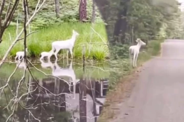 வெள்ளை நிற மான்களை பார்த்ததுண்டா? தாயுடன் உலாவரும் குட்டிகளின் அரிய காட்சி இதோ