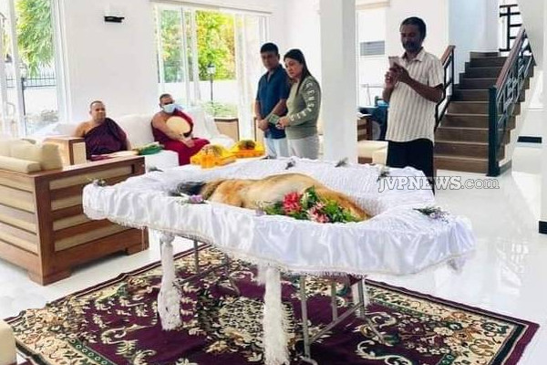 இலங்கையில் கண்ணீரை வர வைக்கும் ஒரு சோக சம்பவம் பதிவு! | Sri Lanka Two Pet Dogs Death Very Sad Incident