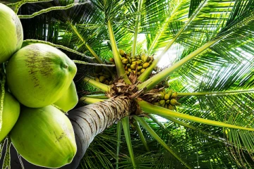 தெங்கு செய்கையாளர்களுக்கு அறிமுகப்படுத்தப்பட்ட விசேட தொலைபேசி இலக்கம்