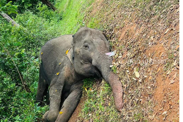 ஹொரவப்பொத்தனை வீதியில் இறந்த நிலையில் யானை மீட்பு (Phots) | Rescue Dead Elephant Vavunia Horavapottanai