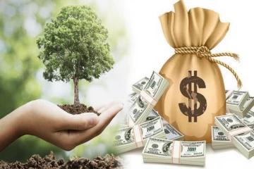 4 வருடத்தில் 40 லட்சம் சம்பாதிக்கலாமா? வருமான பெருக்கத்திற்கு இந்த ஒரு மரம் போதும்