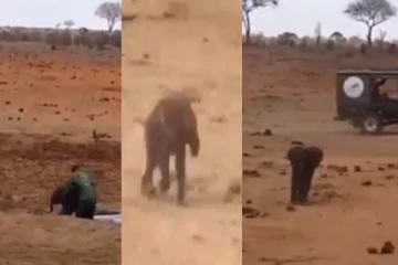 தன்னை காப்பாற்றியவர் பின்னாலேயே ஓடி வந்த குட்டியானை - வைரலாகும் க்யூட் வீடியோ