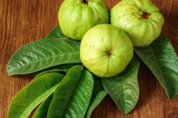 எடை குறைப்பு முதல் சரும பொலிவு வரை ; கொய்யா இலைகளில் இவ்வளவு நன்மைகளா!