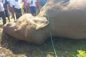 மின்சார வேலியில் சிக்குண்ட நிலையில் காட்டு யானையின் சடலம் மீட்பு(Photos)