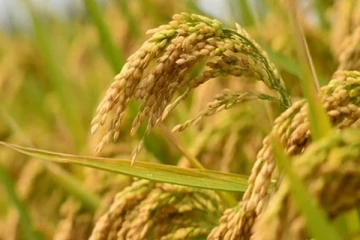 பெரும்போக நெல் அறுவடை: இழப்பீடு அதிகரிப்பு