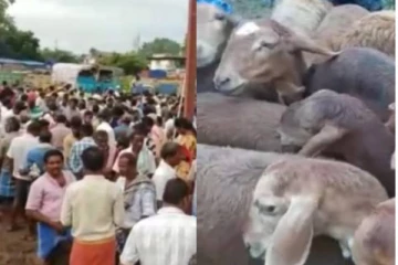 பக்ரீத் பண்டிகை - ஆடுகள் விற்பனை ஜோர்!!