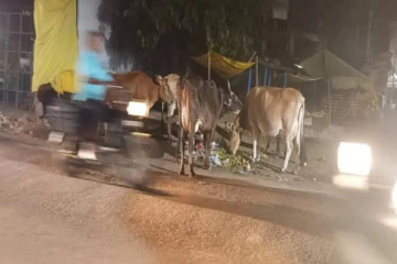 யாழ். வடமராட்சி வீதியில் பயணிக்க அஞ்சும் சாரதிகள்! வெளியான காரணம்