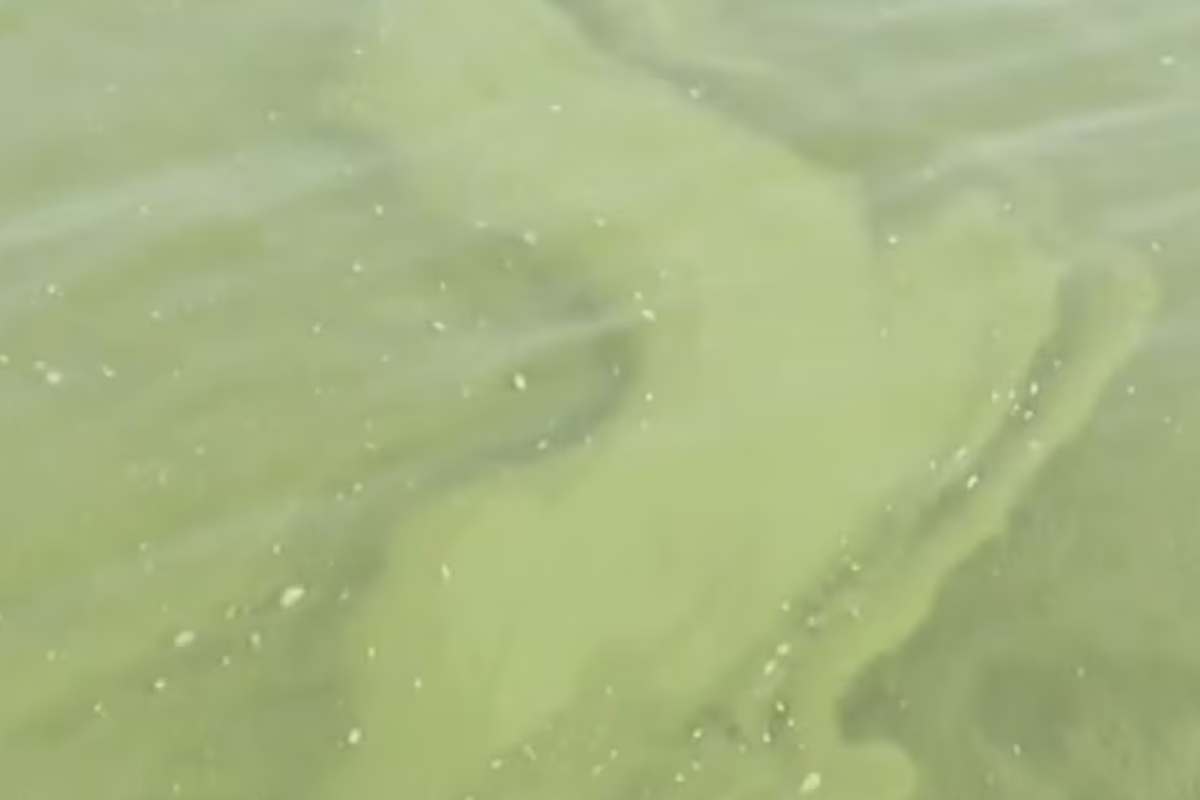 கனடாவின் இந்தப் பகுதியில் ஆபத்தான பாக்டீரியா | Harmful Bacteria Found In Local Body Of Water கனடாவின் இந்தப் பகுதியில் ஆபத்தான பாக்டீரியா | Harmful Bacteria Found In Local Body Of Water